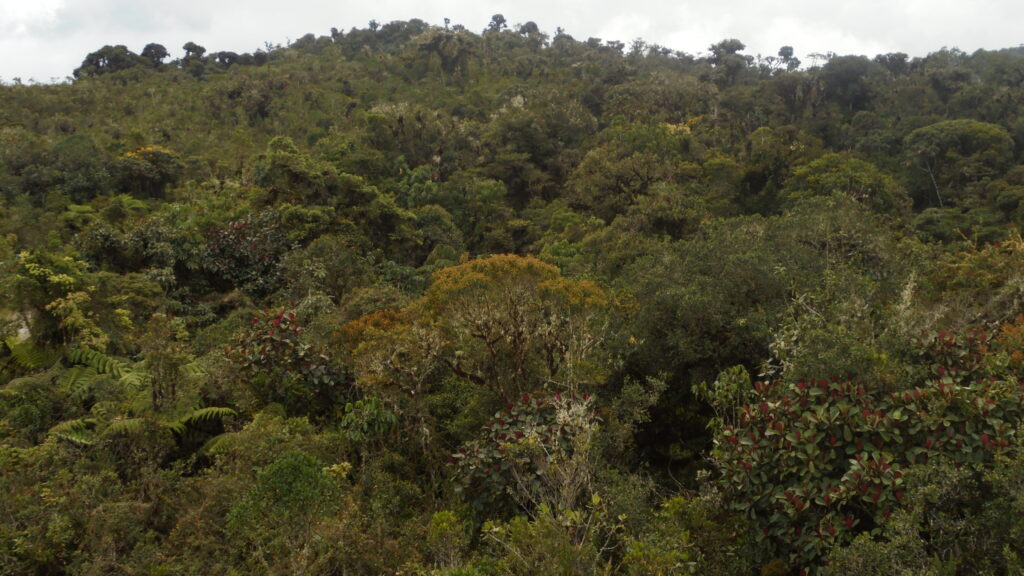 Bosque Perú